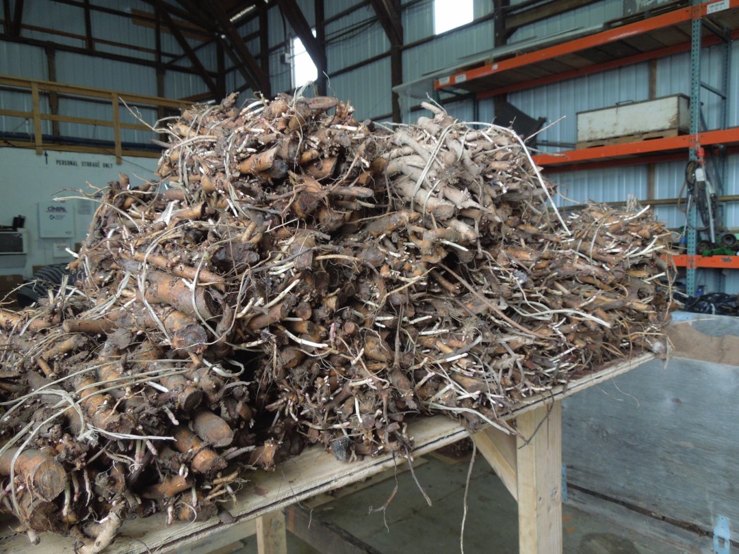 Commercial Growers Buy Hop Rhizomes