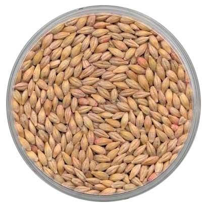 2 Row Barley Seed