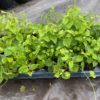 Triumph Baby Hop Plant - 21-cell greenhouse tray