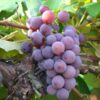 Catawba Grape Vine