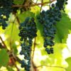 Frontenac Grape Vine
