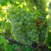 Seyval Blanc Grape Vine