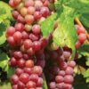 Red Table Grape (Suffolk Red)