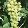 White Table Grape (Marquis)