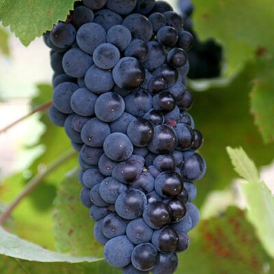 Grape Buy Vine Hop Rhizomes | Catawba