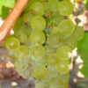 Sauvignon Blanc Grape Vine